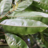 Donella lanceolata (Blume) Aubrév.